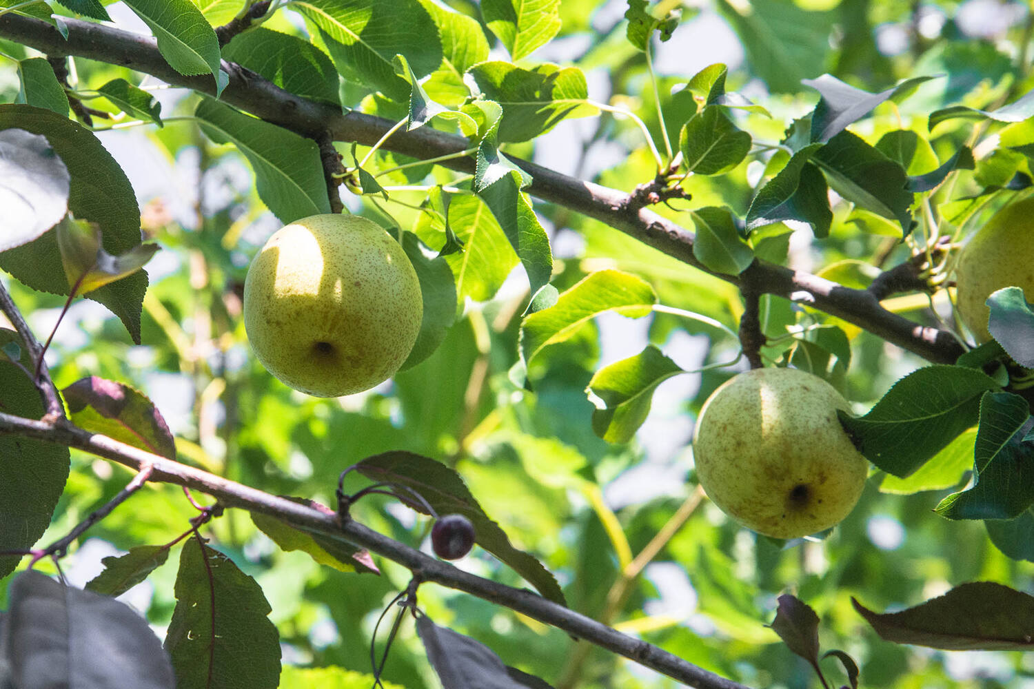 Nashi peren stuk